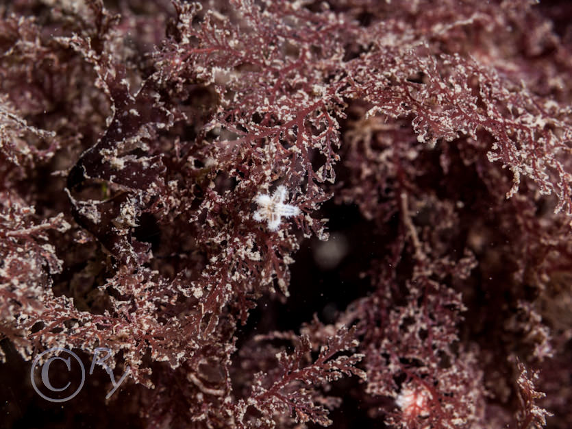 Plocamium cartilagineum -- red comb weed