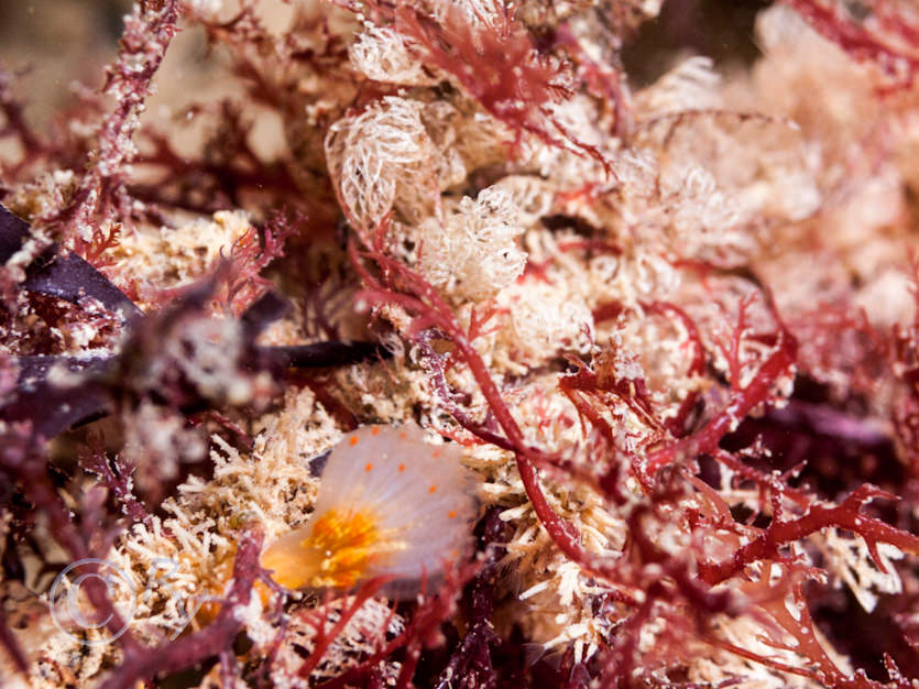 Aplidium punctum -- club head sea squirt, Crisia eburnea