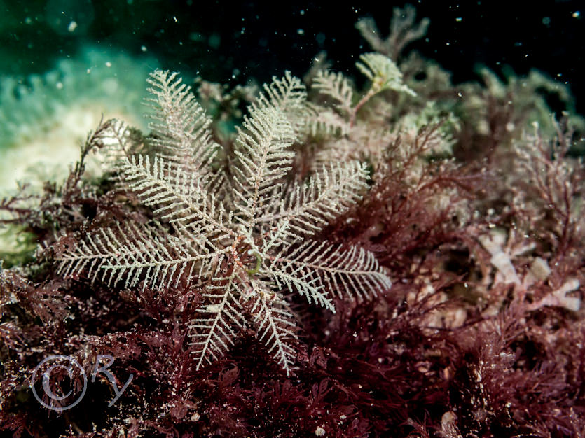 Hydrallmania falcata -- helter-skelter hydroid
