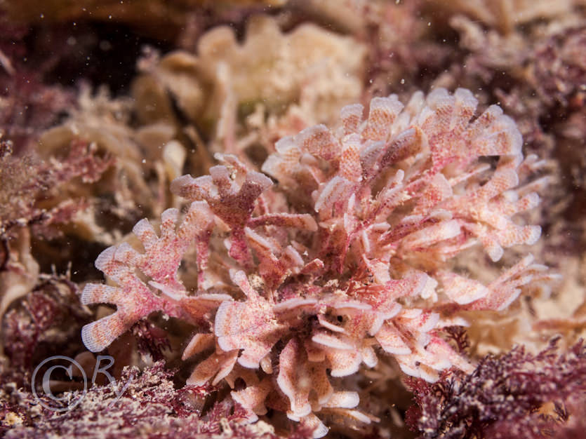 Flustra foliacea -- hornwrack