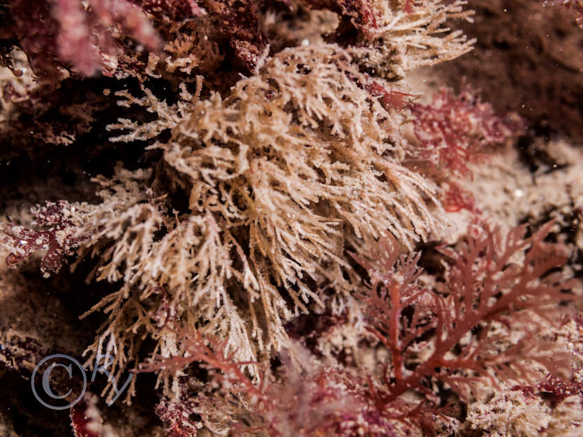 Crisia denticulata, Plocamium cartilagineum -- red comb weed