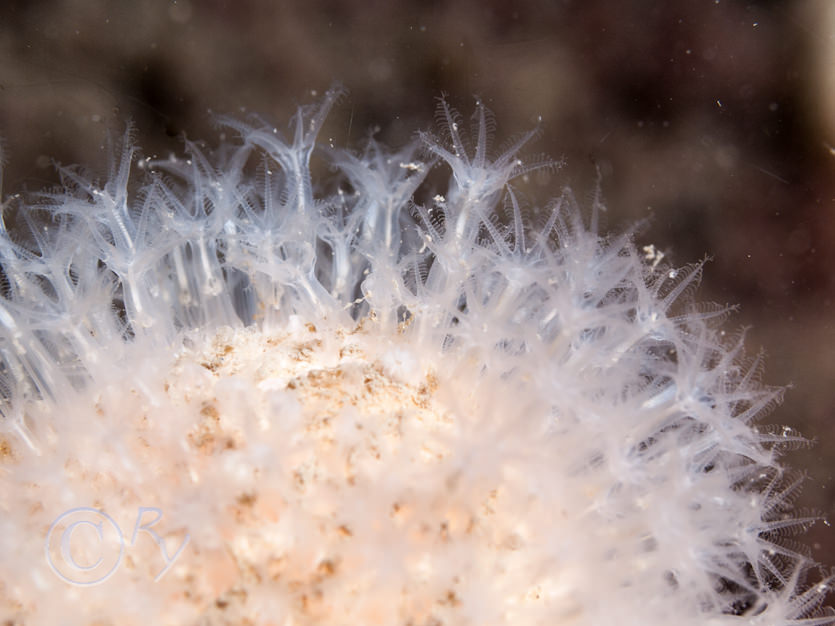 Alcyonium digitatum -- dead men's fingers