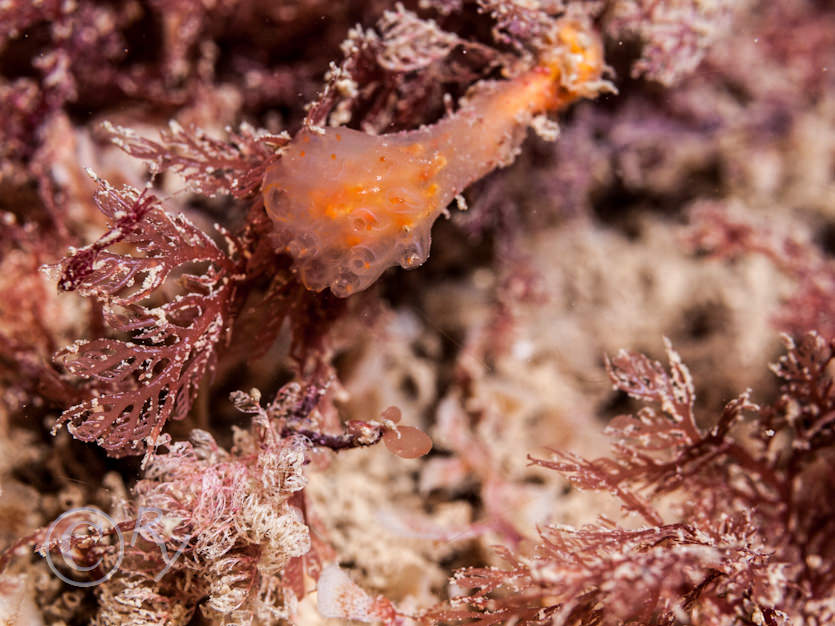 Aplidium punctum -- club head sea squirt, Crisia eburnea, Plocamium cartilagineum -- red comb weed