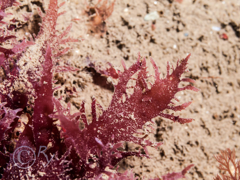 Calliblepharis ciliata -- red fringe weed