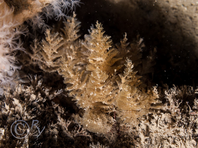 Bugula plumosa