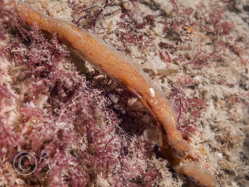 Alcyonidium diaphanum -- finger bryozoan  sea chervil