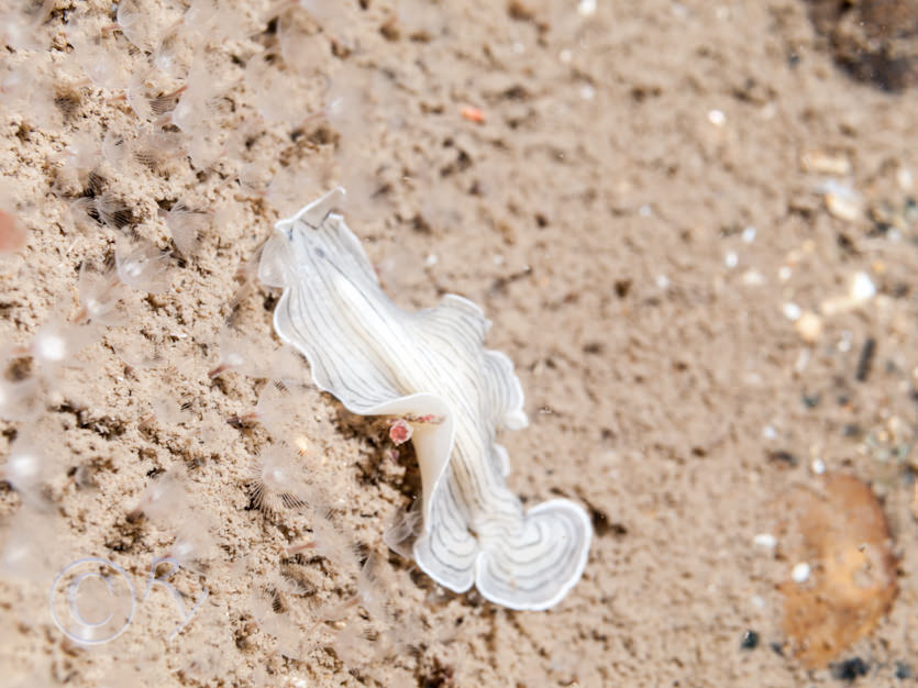 Phoronis hippocrepia -- horseshoe worm, Prostheceraeus vittatus -- candy striped flat worm