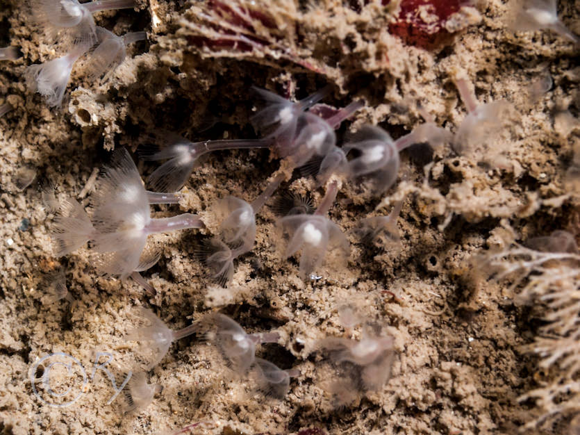 Phoronis hippocrepia -- horseshoe worm