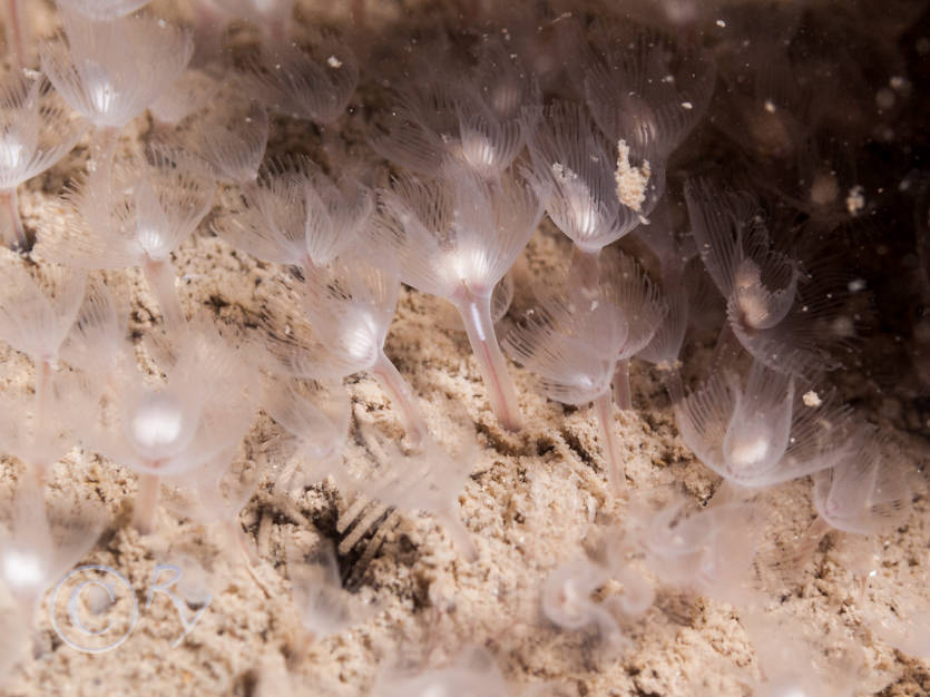 Phoronis hippocrepia -- horseshoe worm