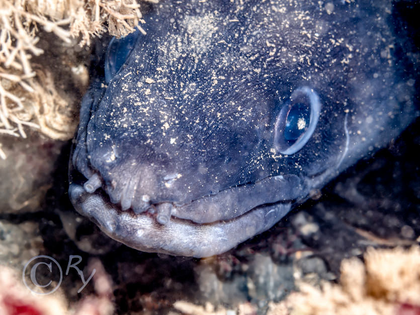 Conger conger -- conger eel