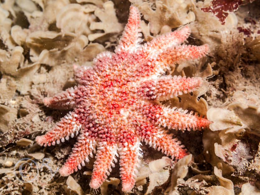 Crossaster papposus -- common sunstar