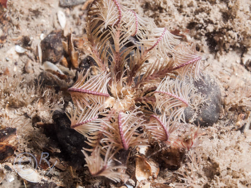 Antedon bifida -- common feather star,  Scrupocellaria sp.