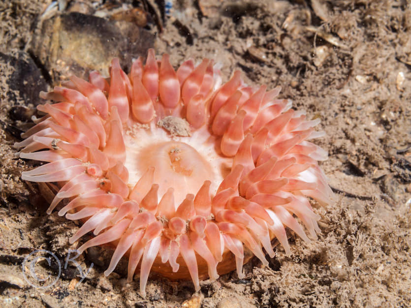 Urticina felina -- dahlia anemone