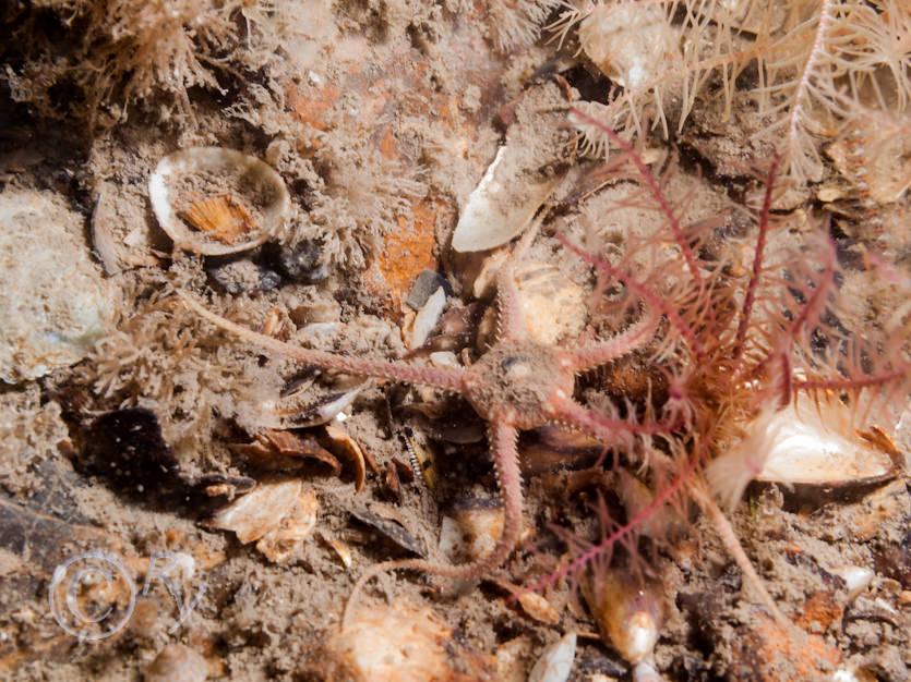 Ophiura ophiura -- sand brittlestar