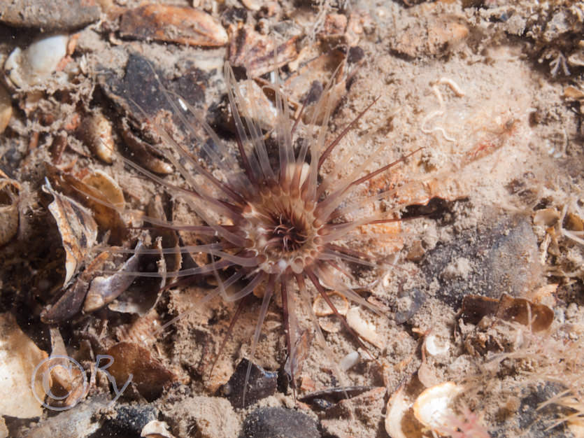 Cerianthus lloydii -- burrowing anemone