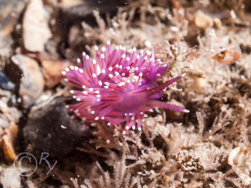 Flabellina pedata -- violet sea slug