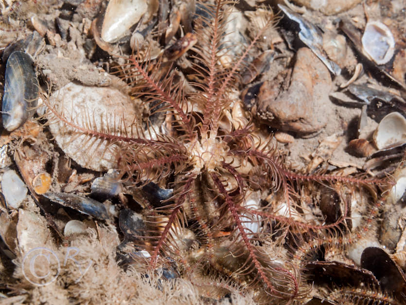 Antedon bifida -- common feather star