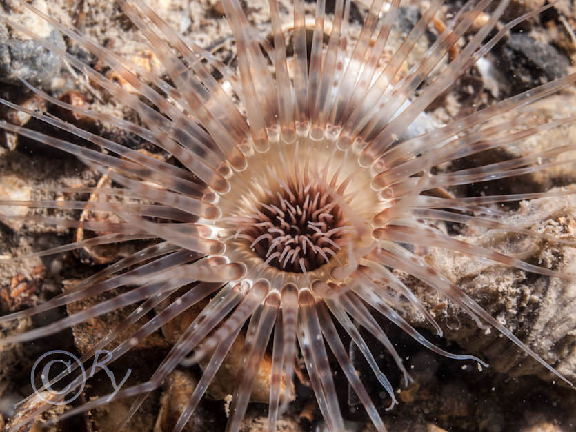 Cerianthus lloydii -- burrowing anemone