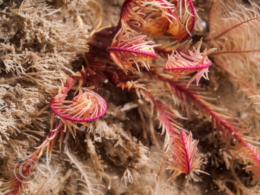 Antedon bifida -- common feather star