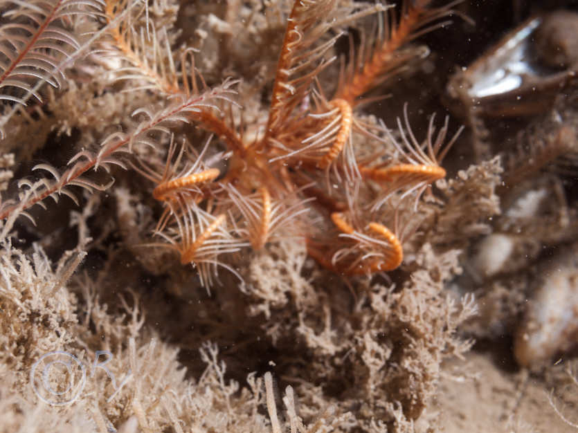 Antedon bifida -- common feather star