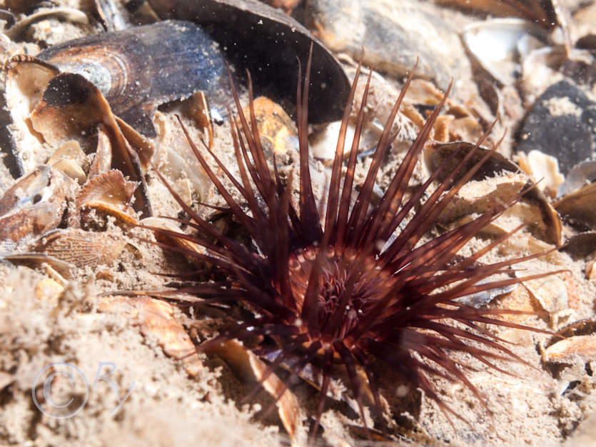 Cerianthus lloydii -- burrowing anemone