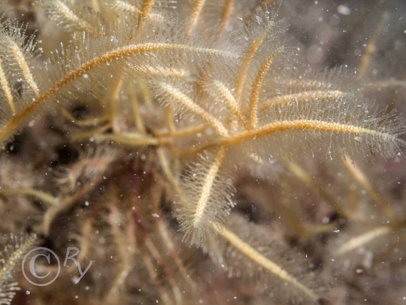 Nemertesia ramosa -- branched antenna hydroid