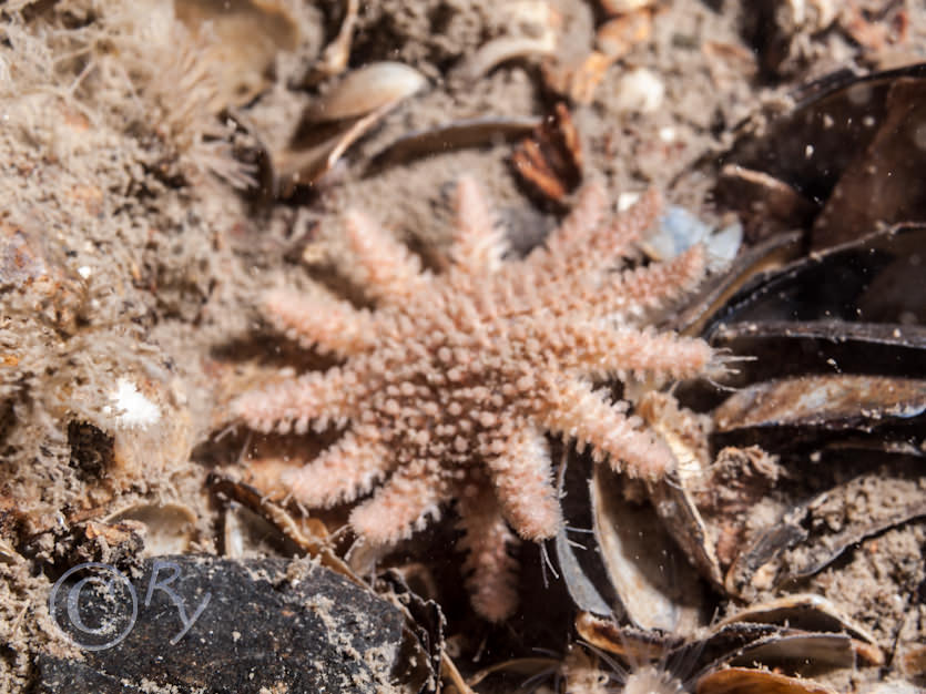 Crossaster papposus -- common sunstar