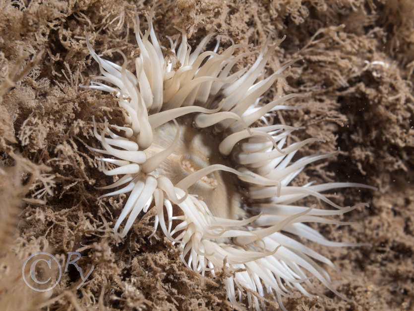 Sagartia elegans -- elegant anemone