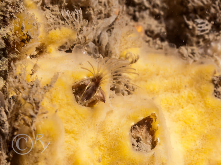 Balanus crenatus -- crenulated acorn barnacle