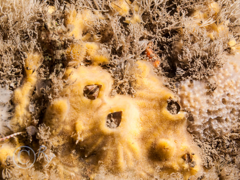 Balanus crenatus -- crenulated acorn barnacle