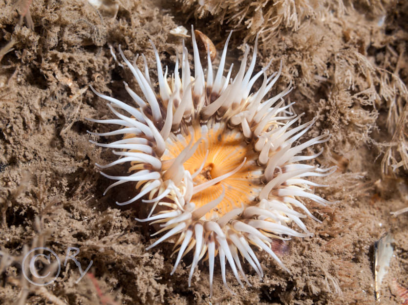 Sagartia elegans -- elegant anemone