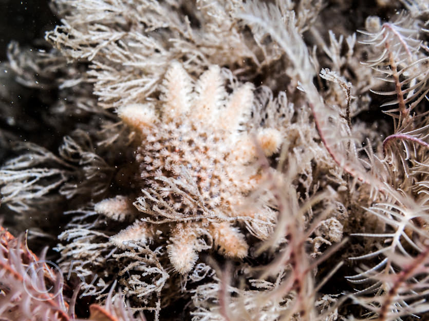 Crisia denticulata, Crossaster papposus -- common sunstar