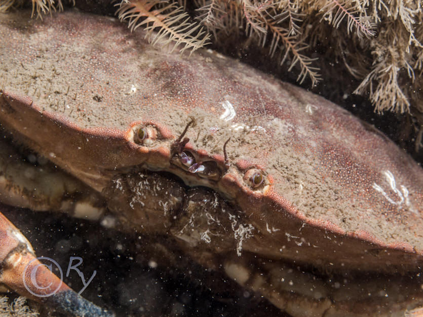 Cancer pagurus -- edible crab