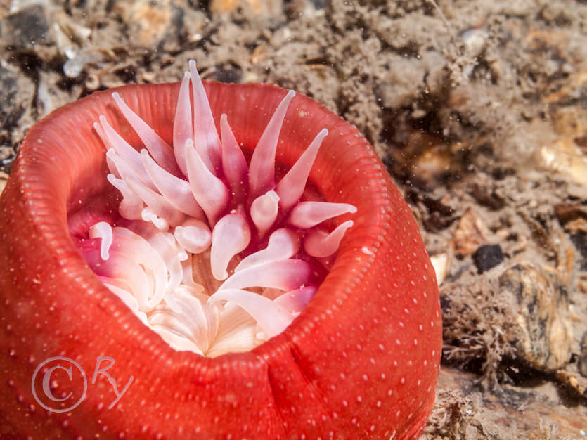 Urticina eques -- horseman anemone  horse dahlia anemone