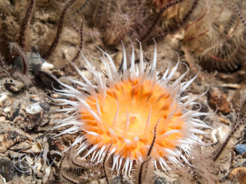 Sagartia elegans -- elegant anemone