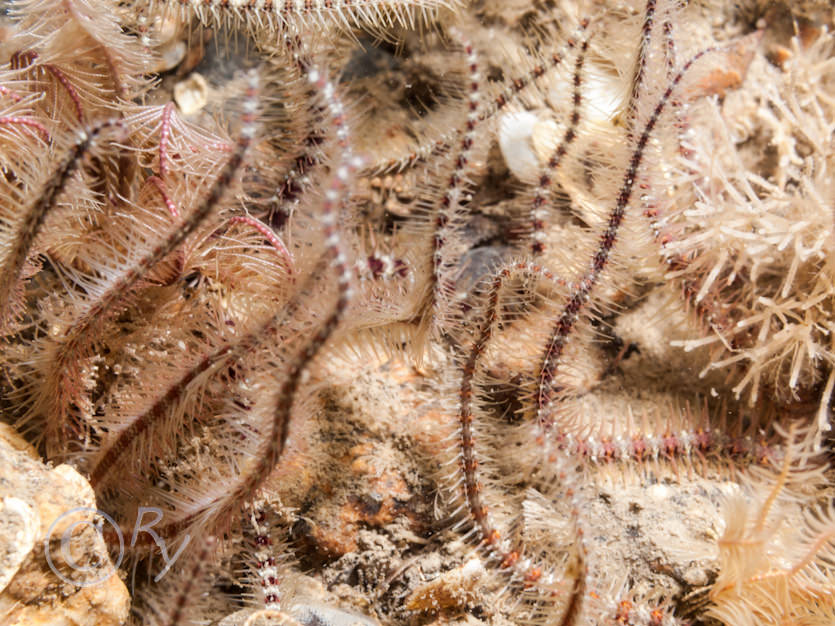 Ophiothrix fragilis -- common brittlestar