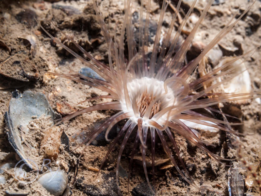 Cerianthus lloydii -- burrowing anemone