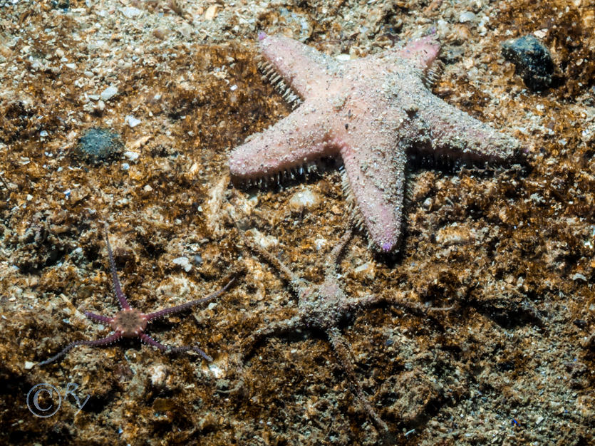 Astropecten irregularis -- sand star, Diatom Film, Ophiura albida -- Serpent's table brittlestar, Ophiura ophiura -- sand brittlestar