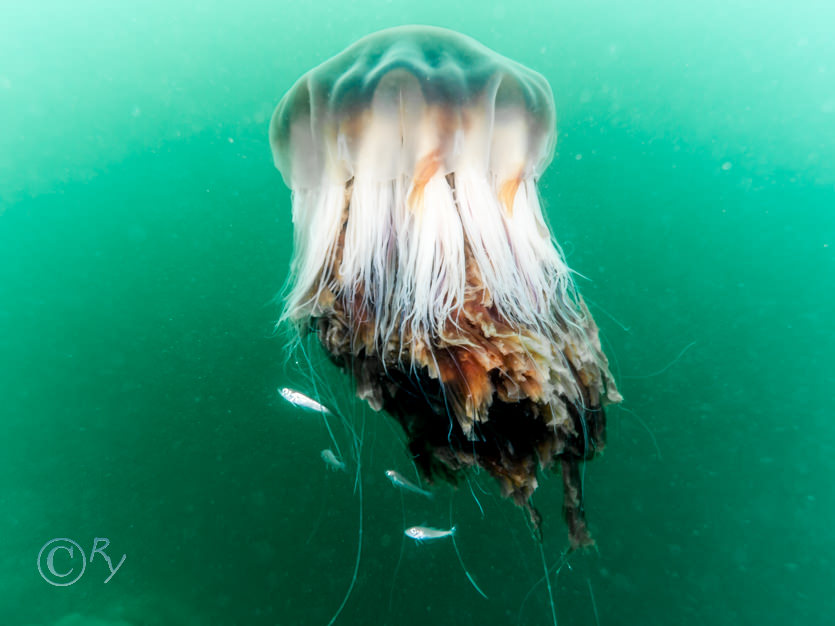 Cyanea capillata -- lion's mane jellyfish