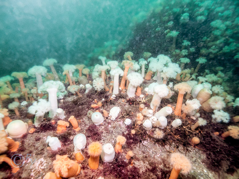 Metridium senile -- plumose anemone