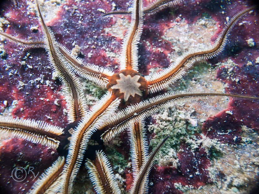 Ophiocomina nigra -- black brittlestar  black serpent star