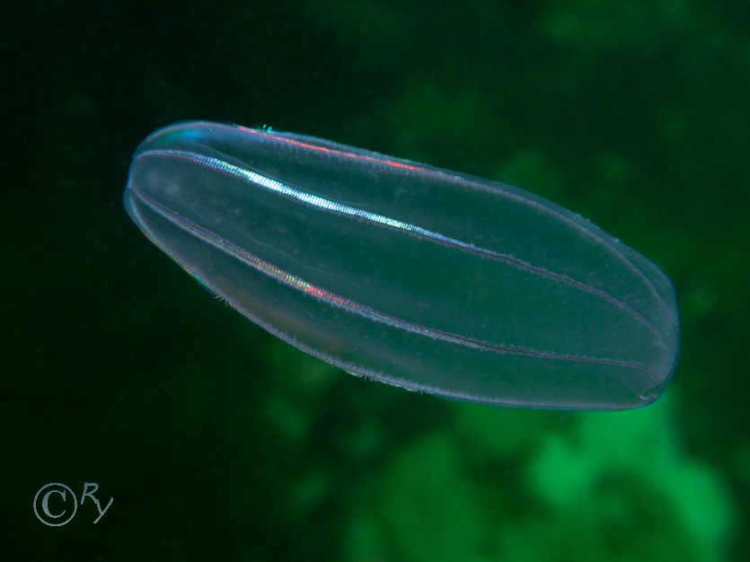 Beroe cucumis -- comb jelly