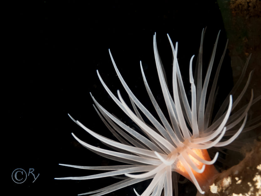 Protanthea simplex -- sea loch anemone