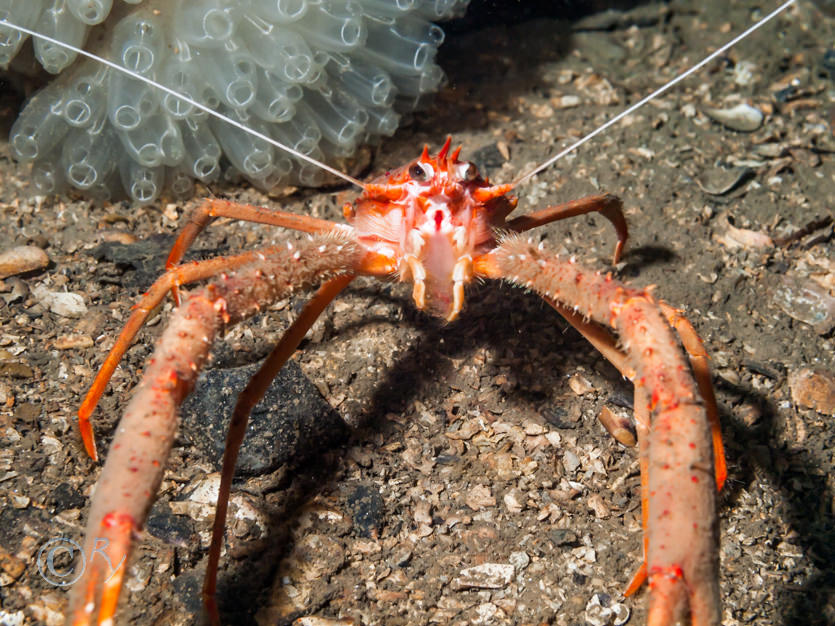 Diazona violacea -- football sea squirt, Munida rugosa -- long clawed squat lobster