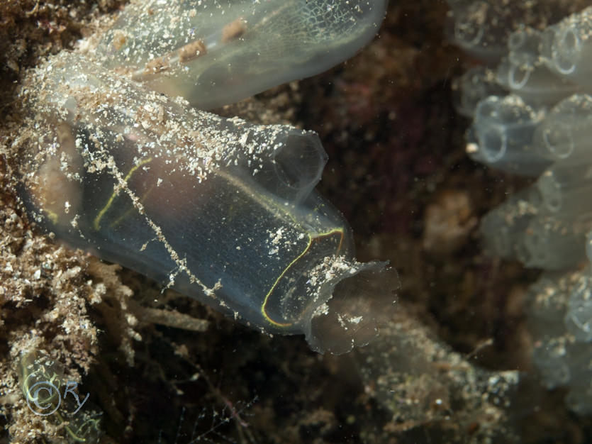 Corella parallelogramma -- gas mantle sea squirt  toby jug sea squirt