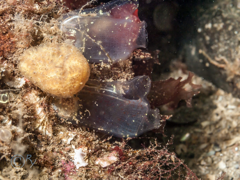 Botryllus schlosseii -- star sea squirt, Corella parallelogramma -- gas mantle sea squirt  toby jug sea squirt