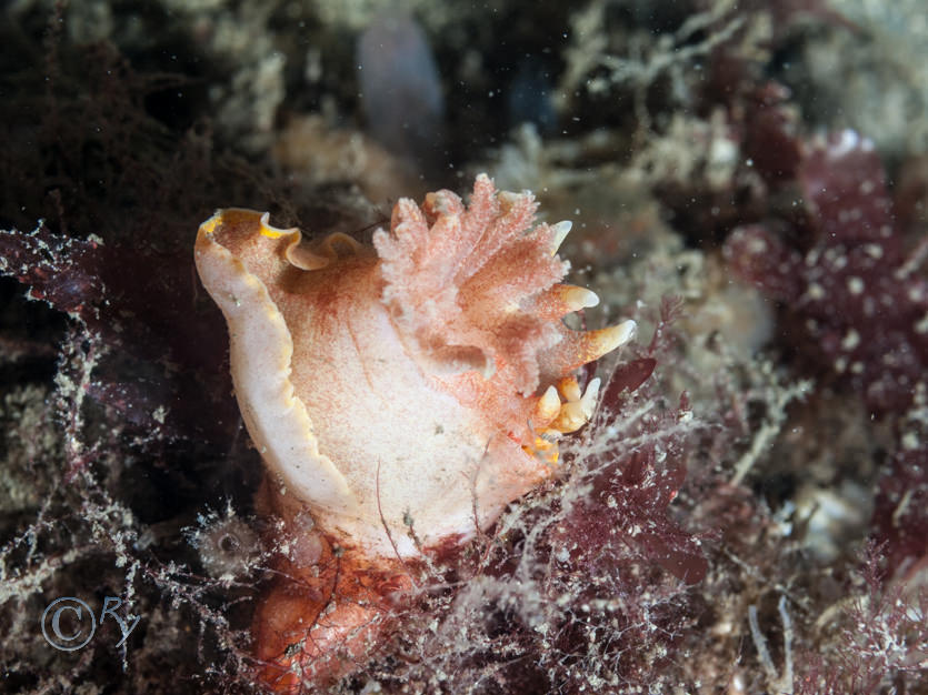 Okenia elegans -- elegant sea slug