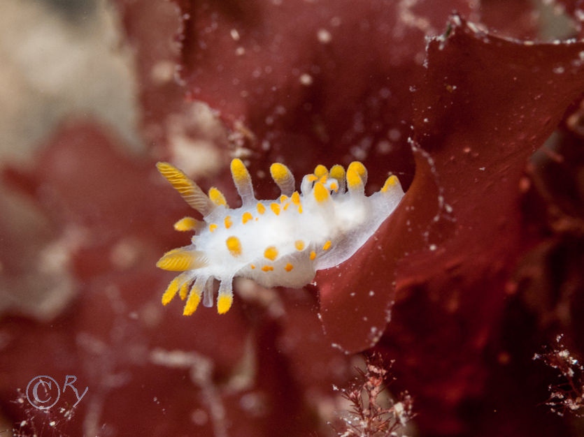 Limacia clavigera -- orange clubbed sea slug