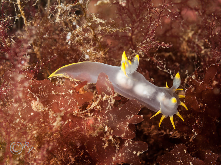 Polycera faeroensis