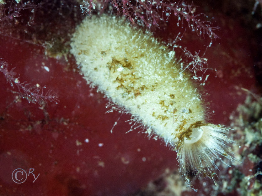 Scypha ciliata -- purse sponge